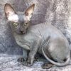 Sphynx kitten - Callie