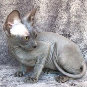 Sphynx kitten Callie 4