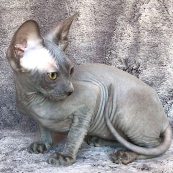 Sphynx kitten Callie 4