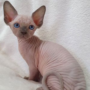 Sphynx kitten - Cleo