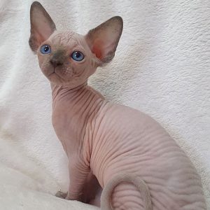 Sphynx kitten Cleo 2