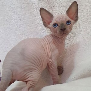 Sphynx kitten - Cleo