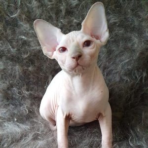 Sphynx kitten - Daisy