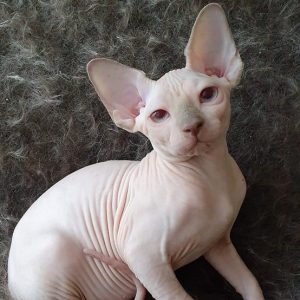 Sphynx kitten Daisy 3