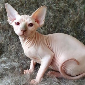 Sphynx kitten - Daisy