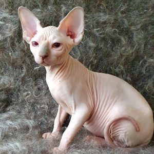 Sphynx kitten Daisy 4