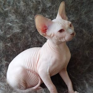 Sphynx kitten Daisy 5