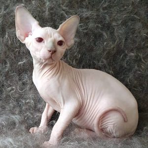 Sphynx kitten Daisy 6