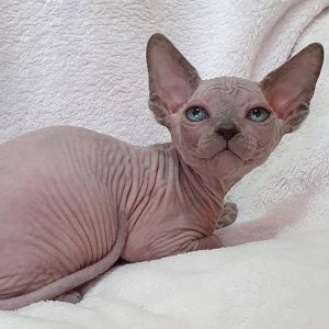 Sphynx kitten - Ollie