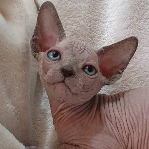 Sphynx kitten Ollie 2