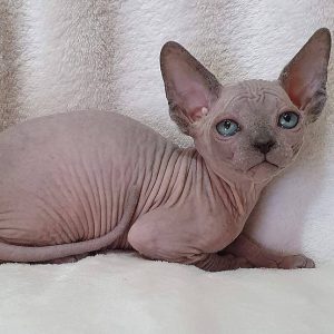 Sphynx kitten Ollie 3