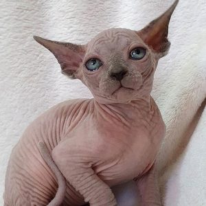 Sphynx kitten - Ollie