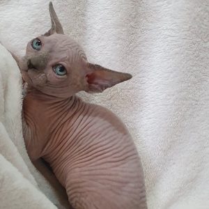 Sphynx kitten Ollie 4