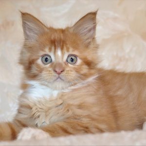 Maine Coon Kitten - Jasper