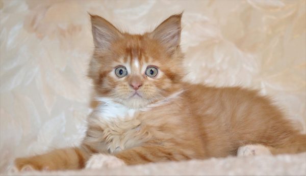 Maine Coon Kitten - Jasper