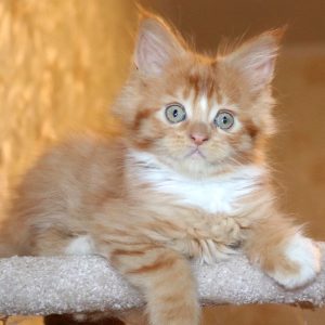 Maine Coon Kitten - Jasper