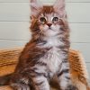 Maine Coon Kitten