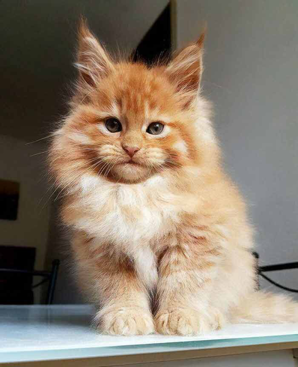 Maine Coon Kitten